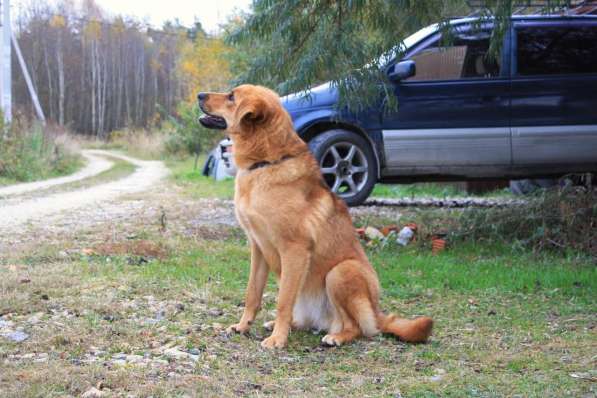 Ярко-рыжая собачка Виля ищет своего человека в Москве фото 6