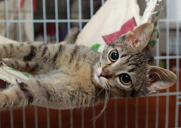 Котята в добрые руки в Москве фото 19