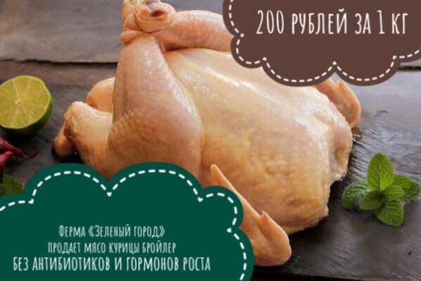 С/х птица: куры и утки