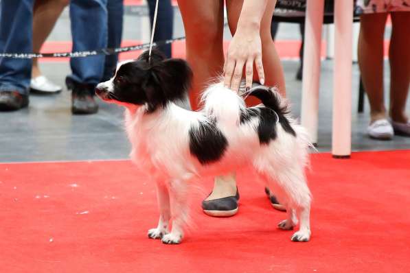 Продается щенок папийона в Краснотурьинске фото 10