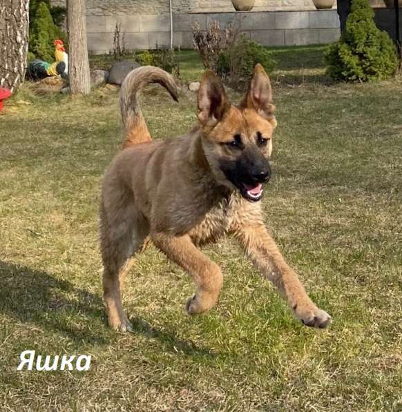 Яшка, Лучик и Веснушка! 4 мес щенки ищут хозяев в Москве