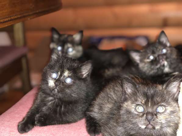 Котенок черепахового окраса в Туле фото 11