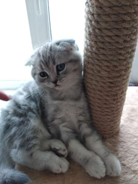 Шотландские котята в Санкт-Петербурге