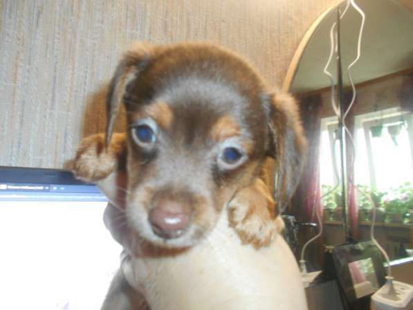 Щенки таксы миниатюрной в Твери фото 24