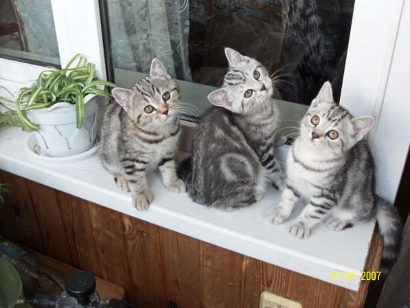 Продаются породистые короткошерстные британские котята в 