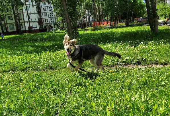 Тася в добрые руки в Ногинске фото 37