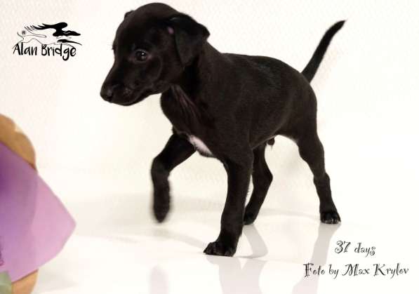 Piccolo levriero italiano в Москве фото 3