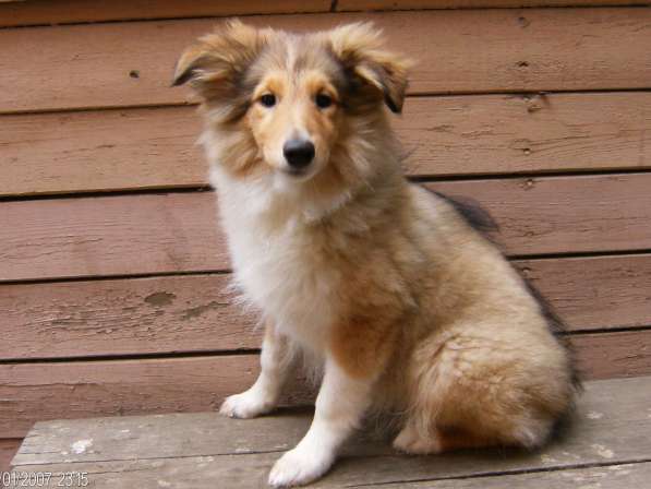 Щенки шелти в Астрахани в Астрахани фото 10