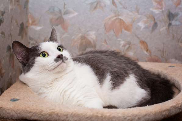 Гладкошерстная кошечка Васёна в дар в Москве