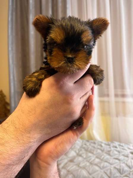 Йоркширский терьер