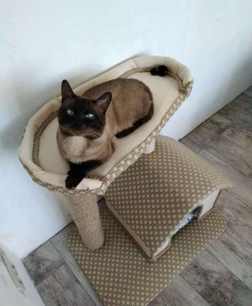 Сиамский котенок в Туле