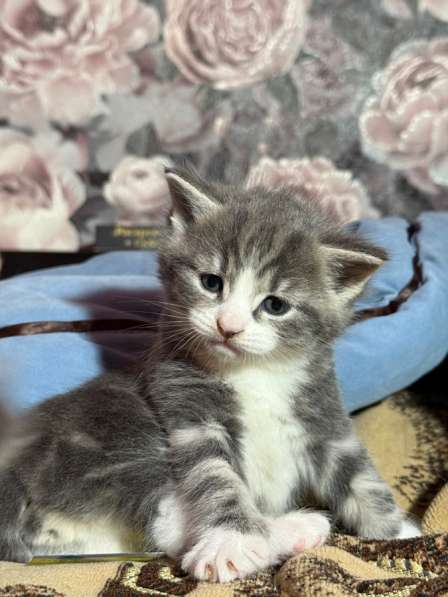 Котята в добрые руки в Новомосковске фото 5