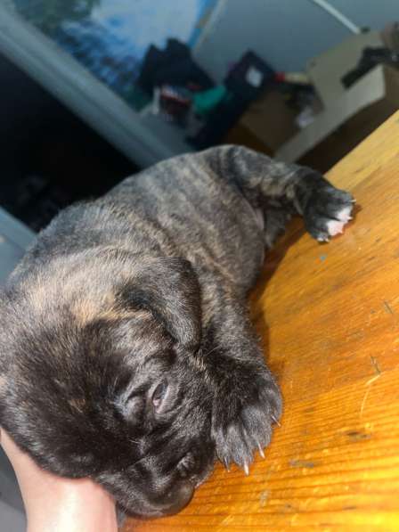 Собачки в Сыктывкаре фото 5