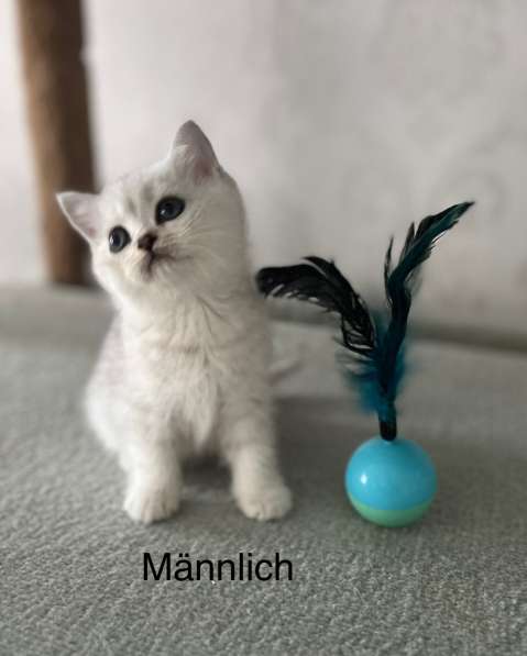 Reinrassige BKH Kitten mit blauen Augen в фото 9