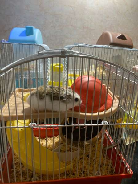 Хомяк мальчик (4 мес)