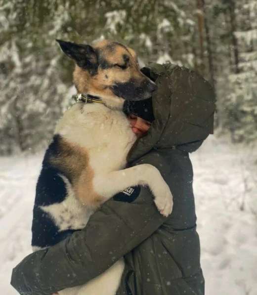 Выгул собак