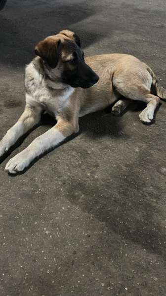 Джим ищет любящих хозяев!