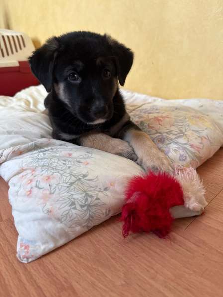 Красавица Стэлла ищет заботливых родителей в Феодосии фото 4