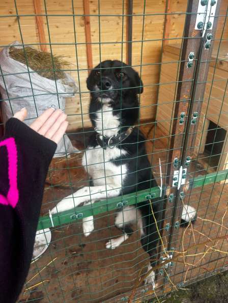 Молодая лайка ищет своего человека в Солнечногорске фото 5