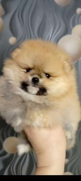 Шпицемишки в Екатеринбурге