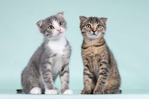 Вислоухие котята в добрые руки