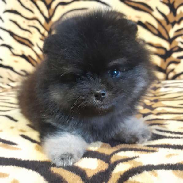 Pomeranian spitz. Black tan boy в фото 3
