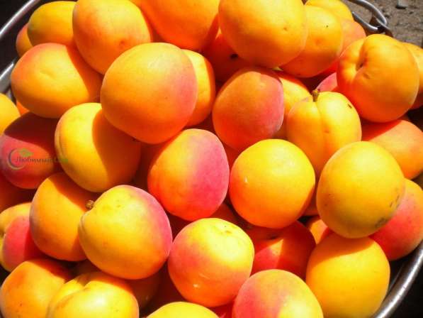 Иранские овощи и фрукты оптом в Москве фото 8