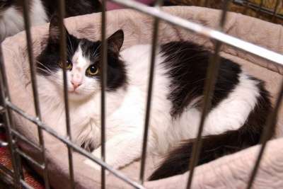 Отдам даром Посмотрите на этого красавца Тео в Санкт-Петербурге фото 4