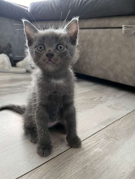 Котята в Красноярске фото 5