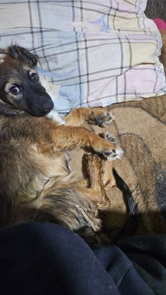 Отдам в добрые руки