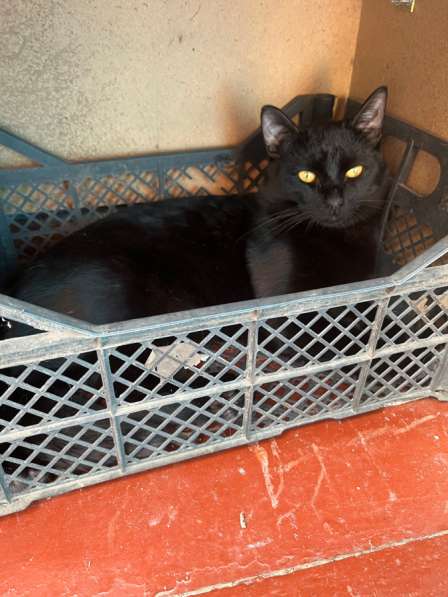 Отдам в добрые руки в Новочебоксарске фото 3