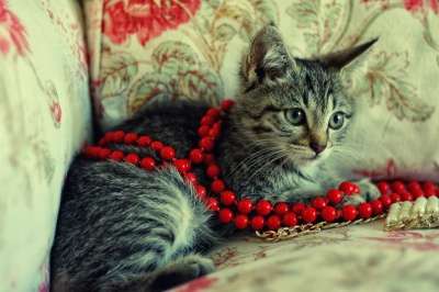 Отдам даром Котенок в дар в Санкт-Петербурге фото 5