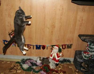 Отдам даром Котик Марсель в Санкт-Петербурге фото 4