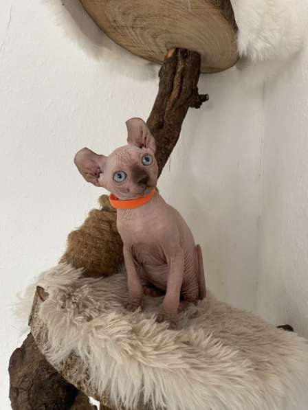 Сфинкс Эльф котята в фото 4