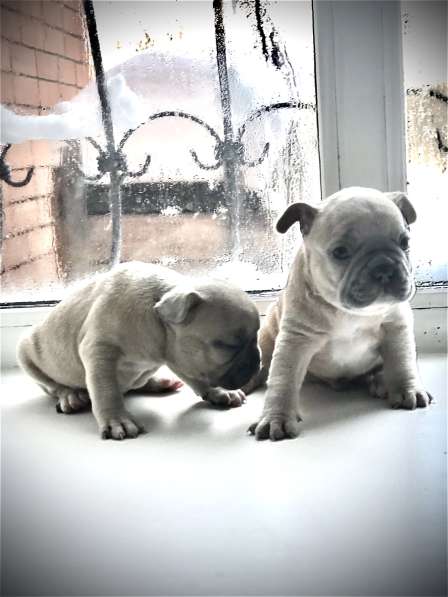 В продаже щенки французского бульдога в Барнауле фото 11