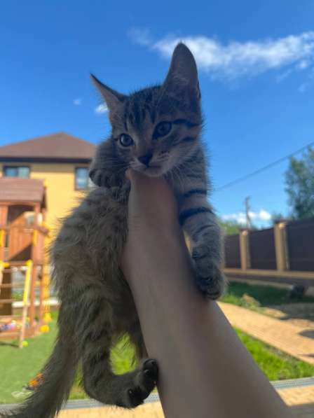 Продам котенка
