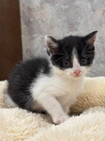 Котенок в добрые руки. Малютка Шанечка