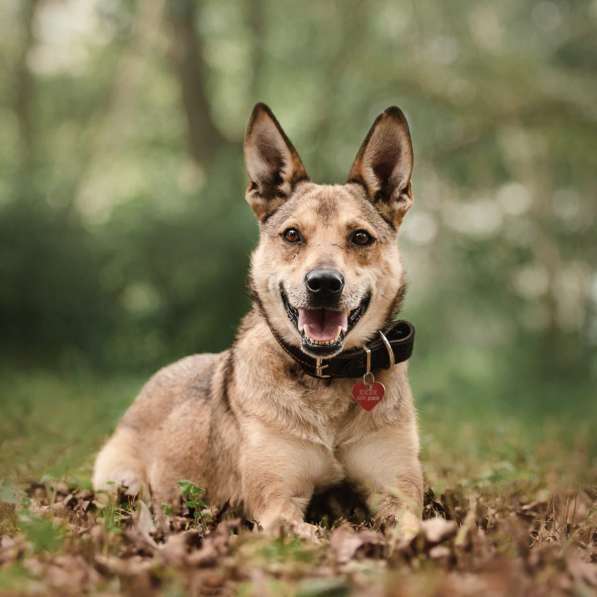 Ёжик ищет дом