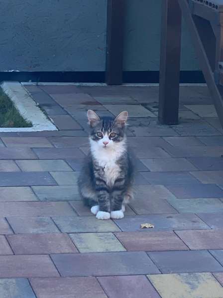 Котенок в добрые руки в Чехове