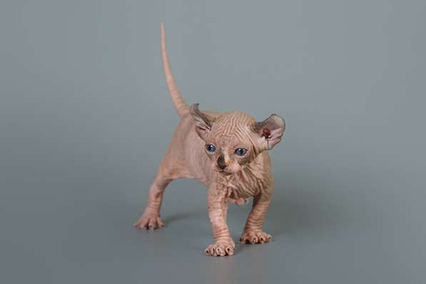 Роскошные из питомника котята Эльф, Бамбино, сфинкс в Ижевске фото 4