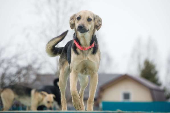 Небольшая забавная собачка Глори в дар в Москве фото 5