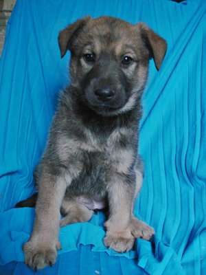 Щенки 2 месяца, мальчики и девочки в Санкт-Петербурге фото 5