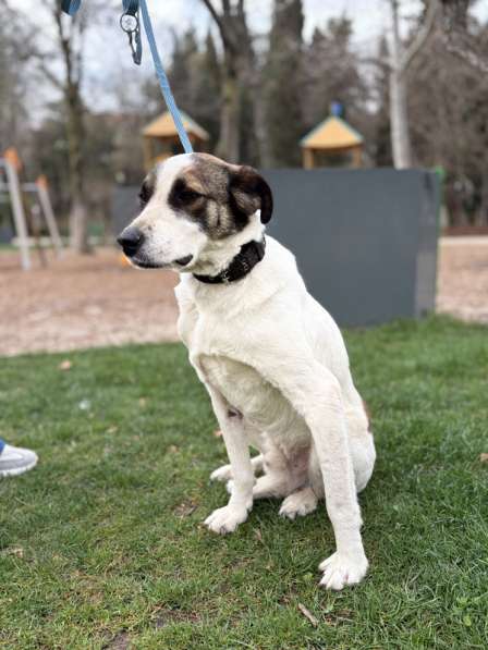 Невероятная собака Азик в самые добрые руки в Москве