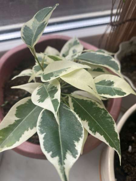 Фикусы разные в Москве фото 3