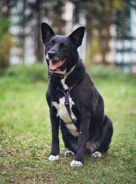 Ищем дом для спасенной доброй собаки Багиры в Москве фото 6