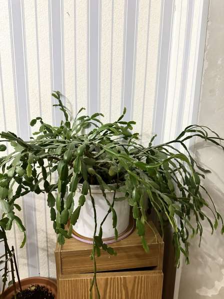 Цветы Декабристь в Москве фото 3