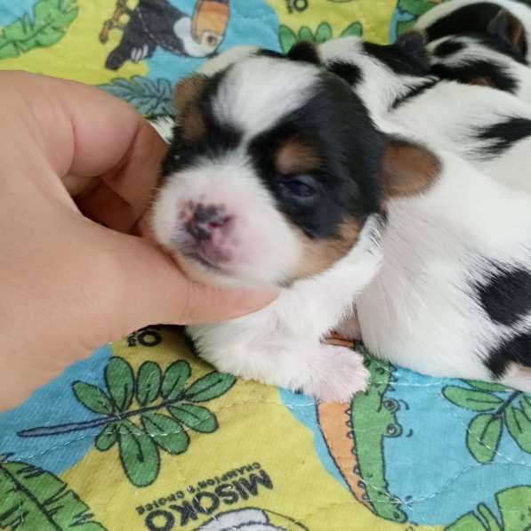 Красивые бивер йорки в Турции в фото 4