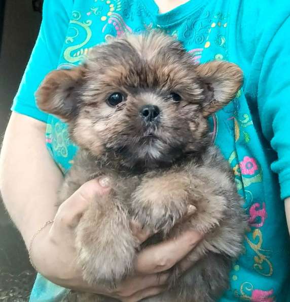 Мальчик shorkie в Москве