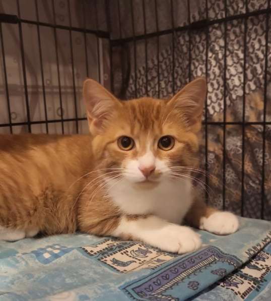 Рыжие котята в добрые руки в Москве фото 3