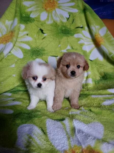 Кавапу мальчики